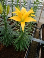 [5003 Tiny Dessert No02.JPG]